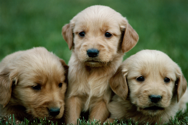 Puppy, Puppies